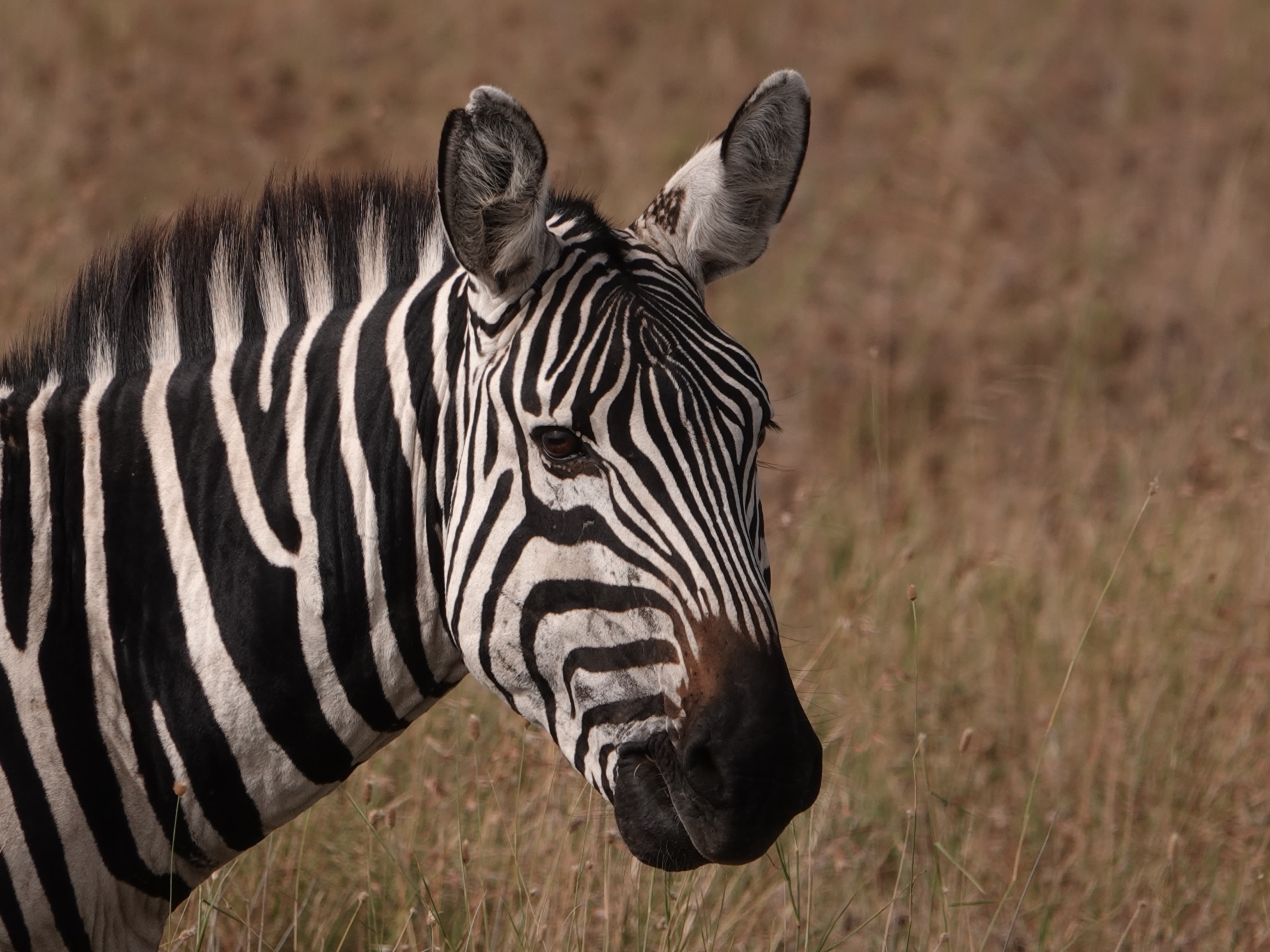 Tanzania 7 Days Safari